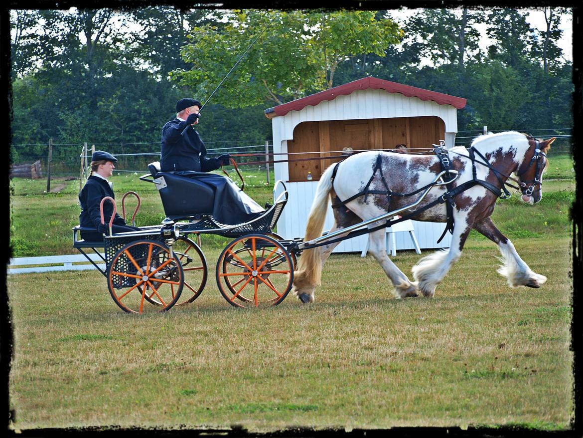 Irish Cob My Own Casmina billede 29