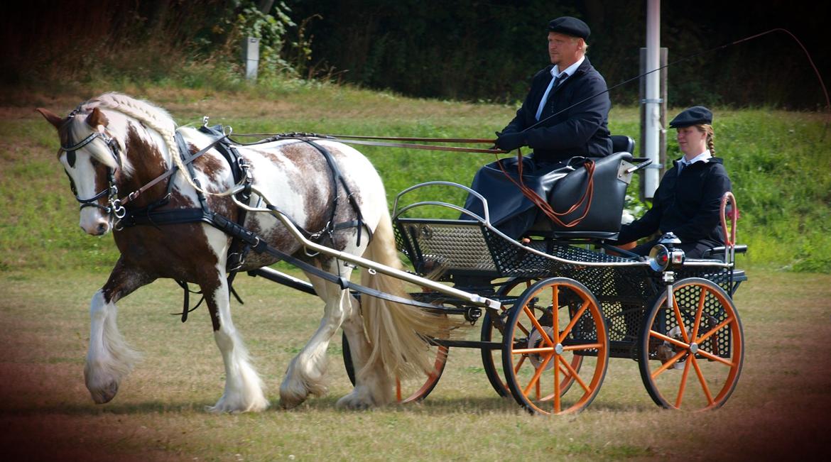 Irish Cob My Own Casmina billede 31