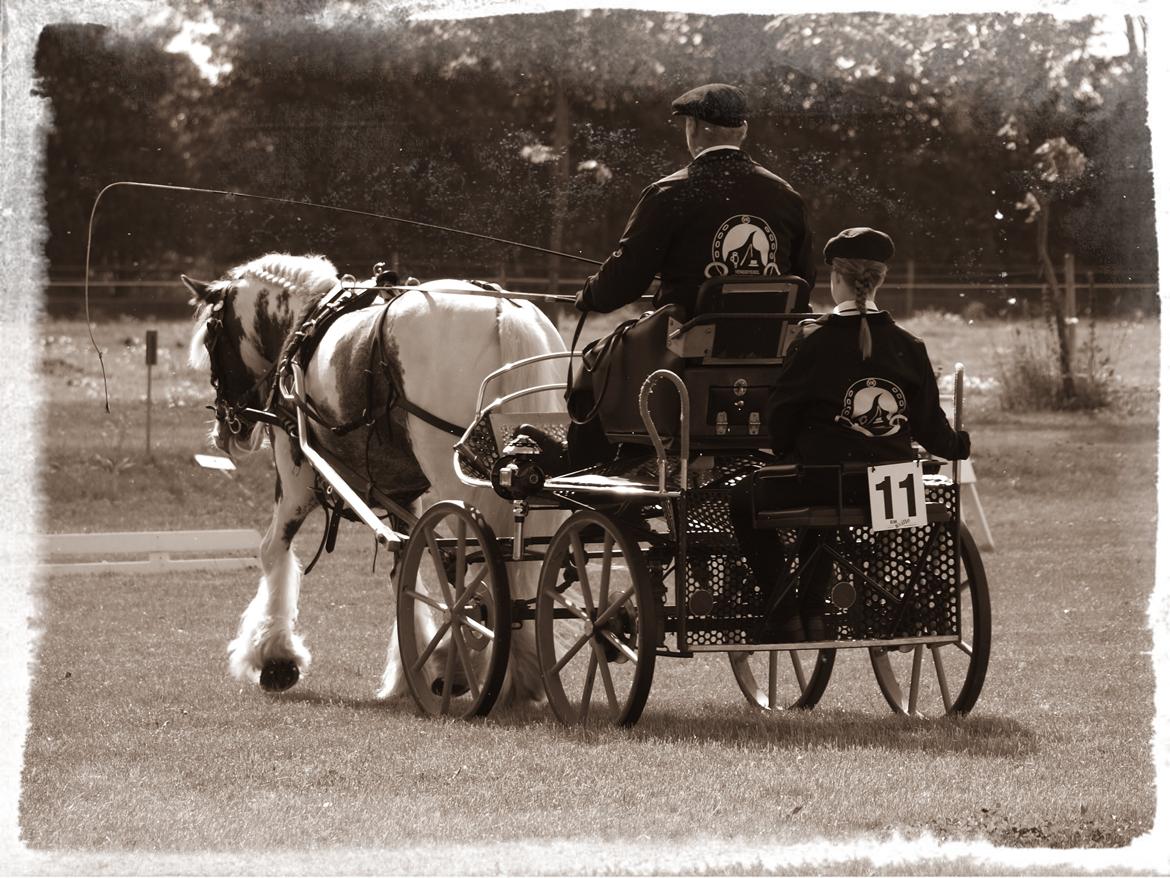 Irish Cob My Own Casmina billede 32