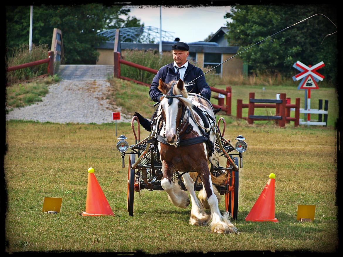 Irish Cob My Own Casmina billede 33