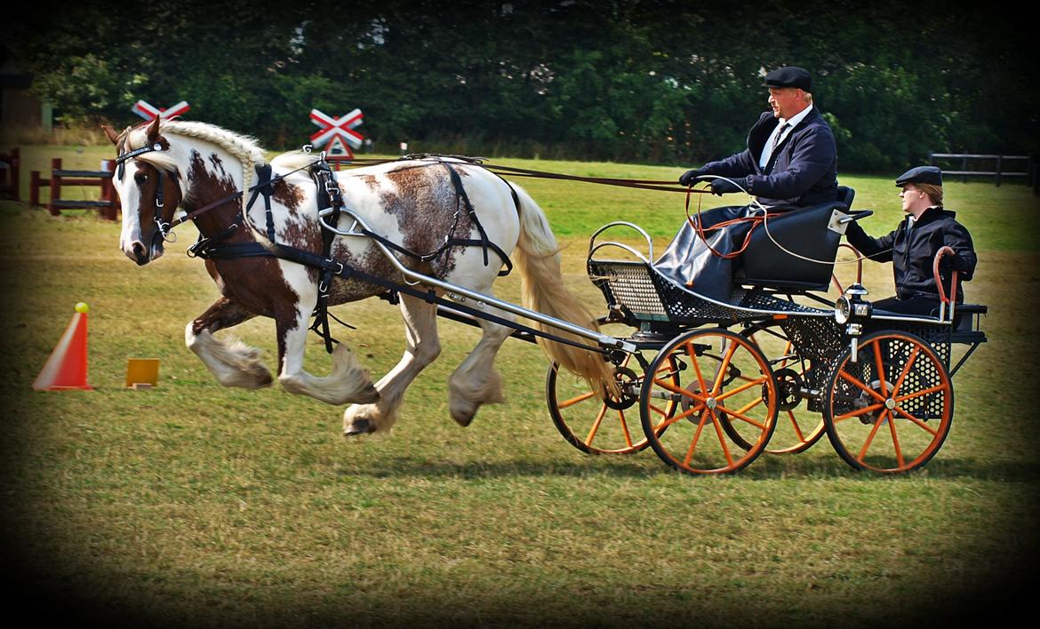 Irish Cob My Own Casmina billede 34