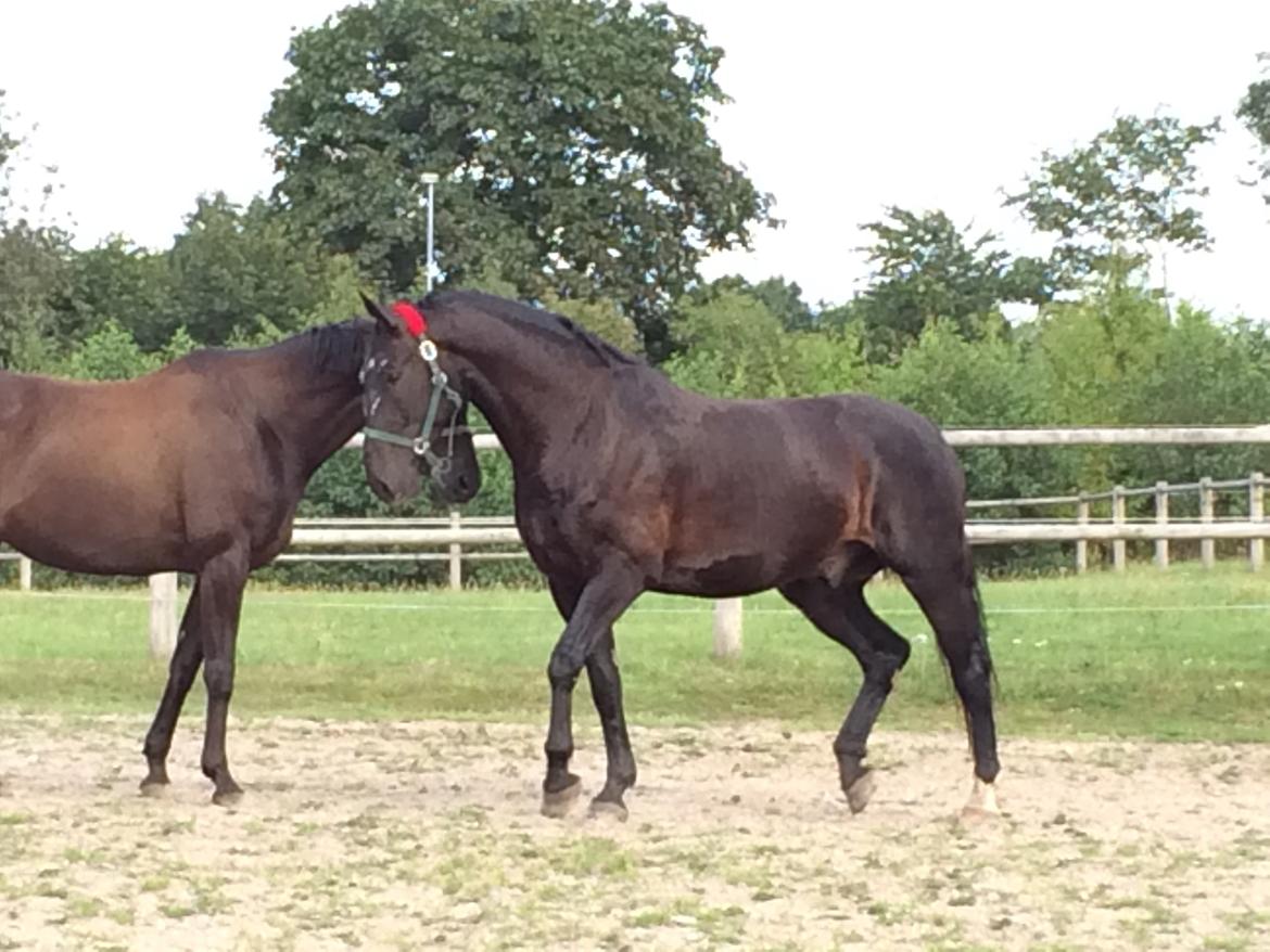 Oldenborg Ikaros billede 10