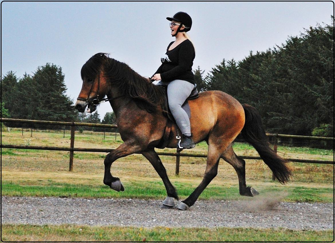 Islænder Fannar fra Gunderup billede 9