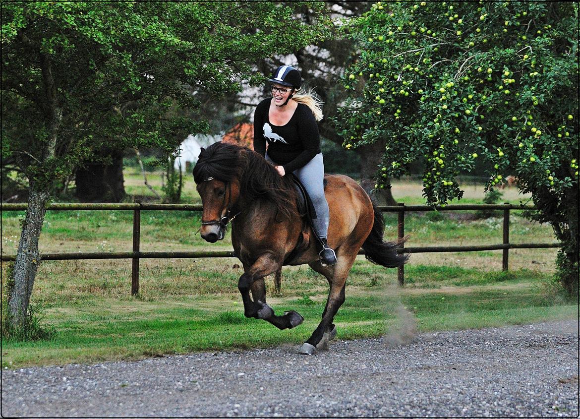 Islænder Fannar fra Gunderup billede 3