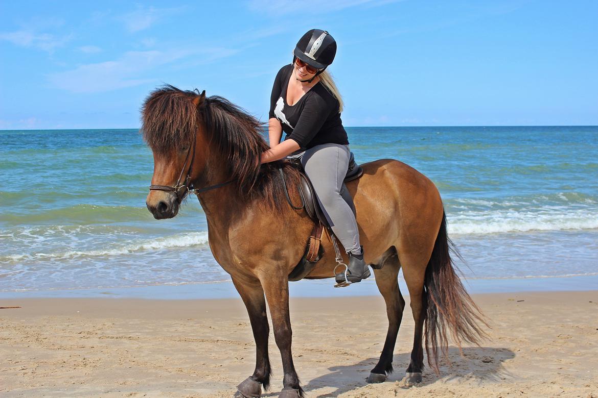 Islænder Fannar fra Gunderup billede 8