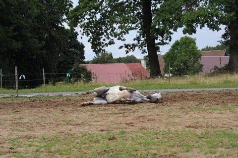 DSP Baxter billede 11