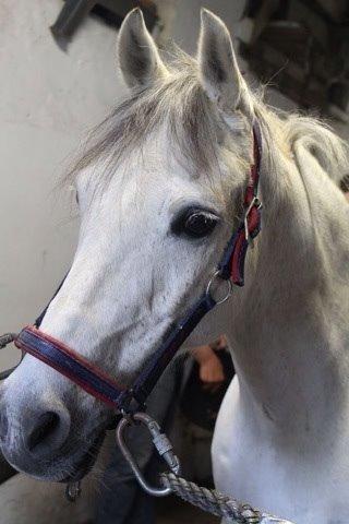 DSP Baxter billede 13