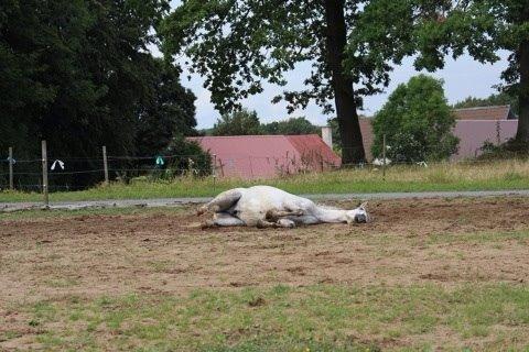 DSP Baxter billede 14