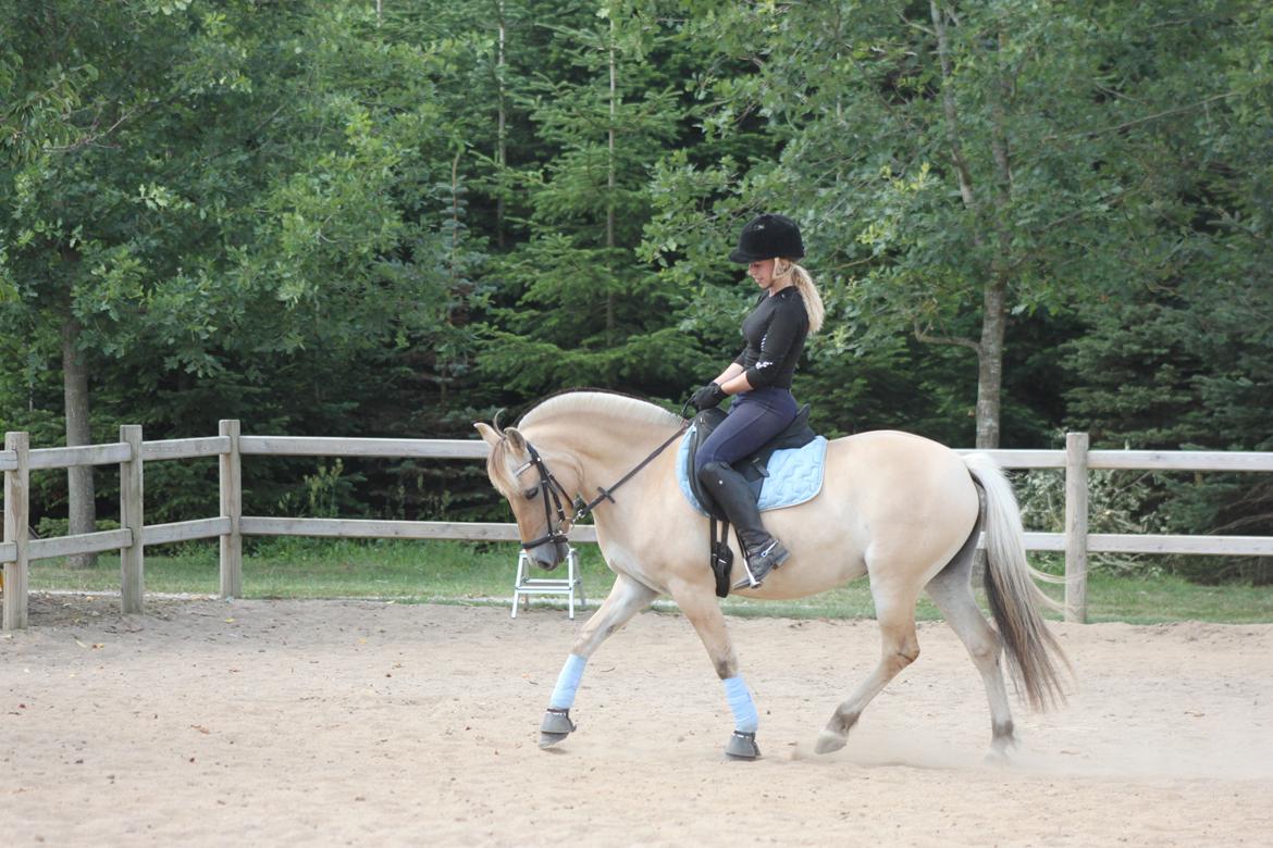 Fjordhest Vesteragers Bella billede 7