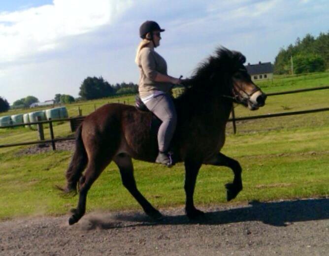 Islænder Fannar fra Gunderup billede 15