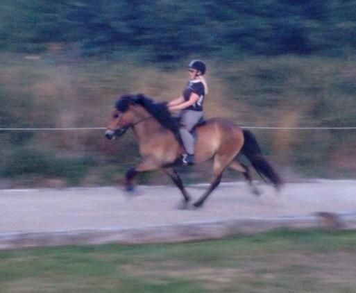 Islænder Fannar fra Gunderup billede 10