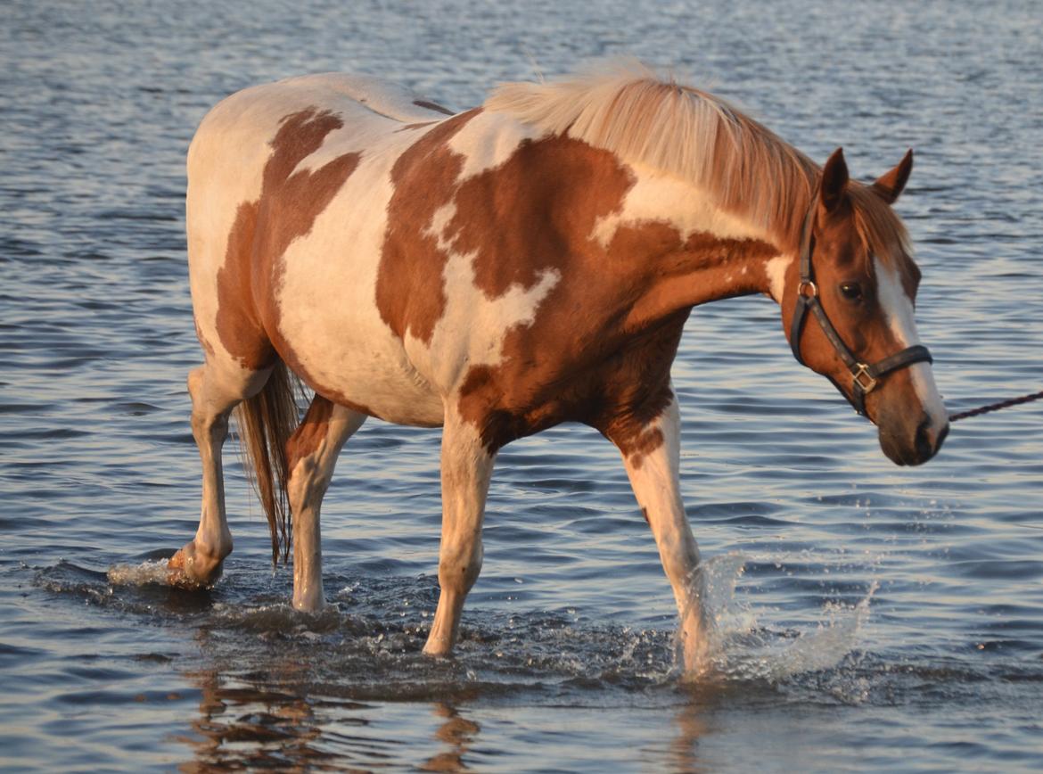 Anden særlig race Mikon - på stranden. og han elskede det! billede 5