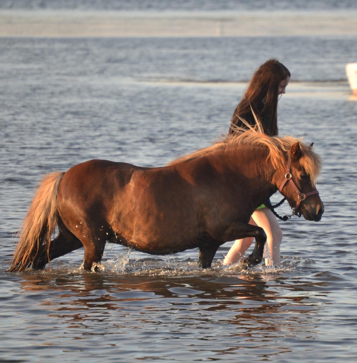 Shetlænder Isabella<3 - the beach billede 12