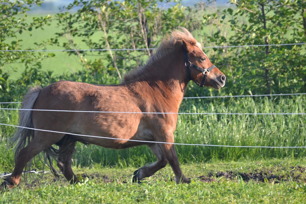 Shetlænder Isabella<3 billede 15