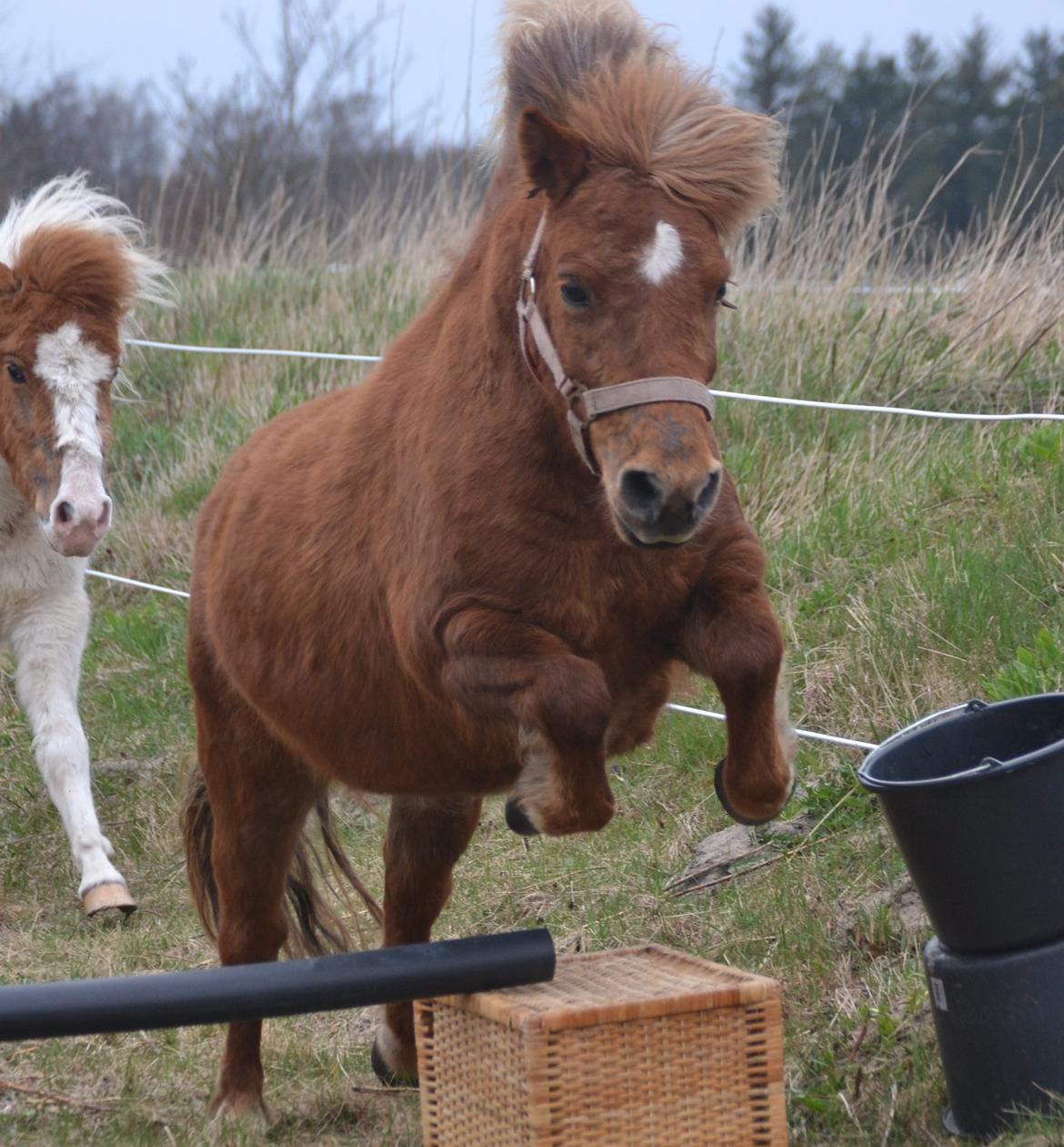 Shetlænder Isabella<3 billede 4