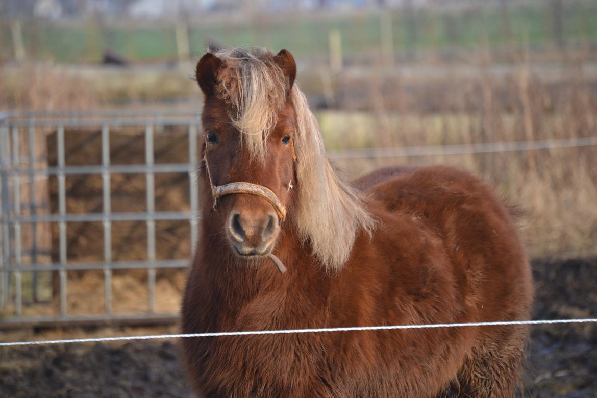 Shetlænder Isabella<3 billede 8