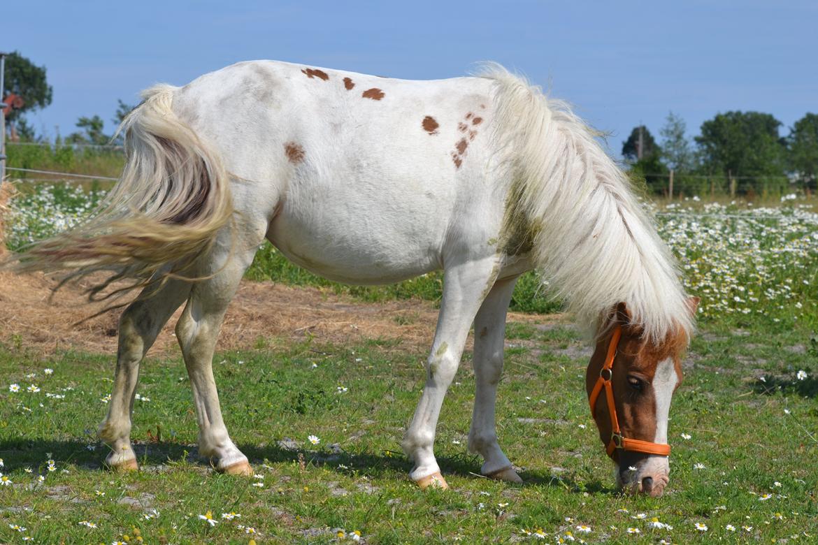 Shetlænder Bianca - Sommer 2013 billede 7