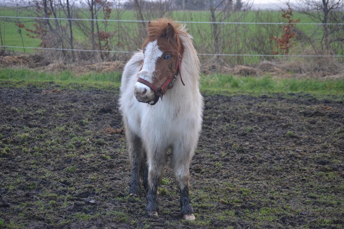 Shetlænder Bianca - vinter 2013 billede 15