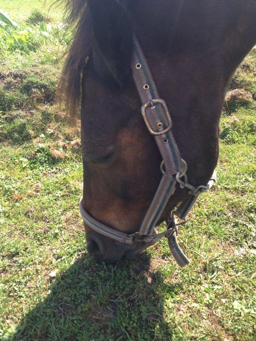 Anden særlig race Master Toby billede 17