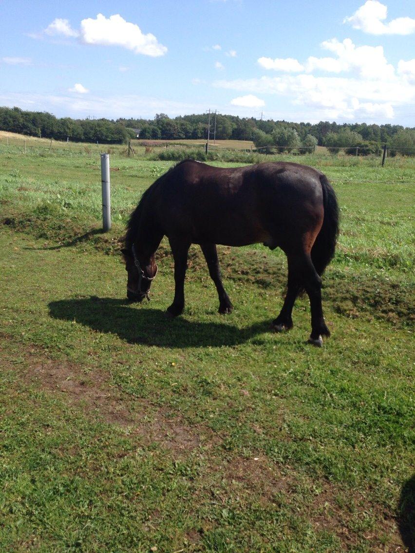 Anden særlig race Master Toby billede 15
