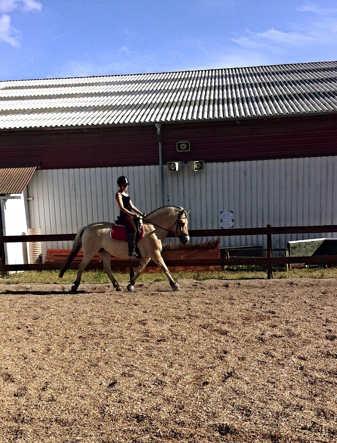 Fjordhest Sif (pony) ¤my soulmate¤ billede 8