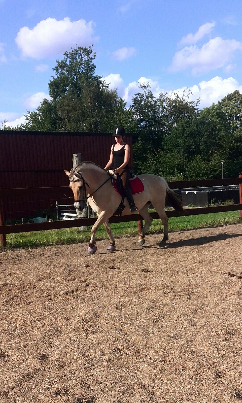 Fjordhest Sif (pony) ¤my soulmate¤ billede 19