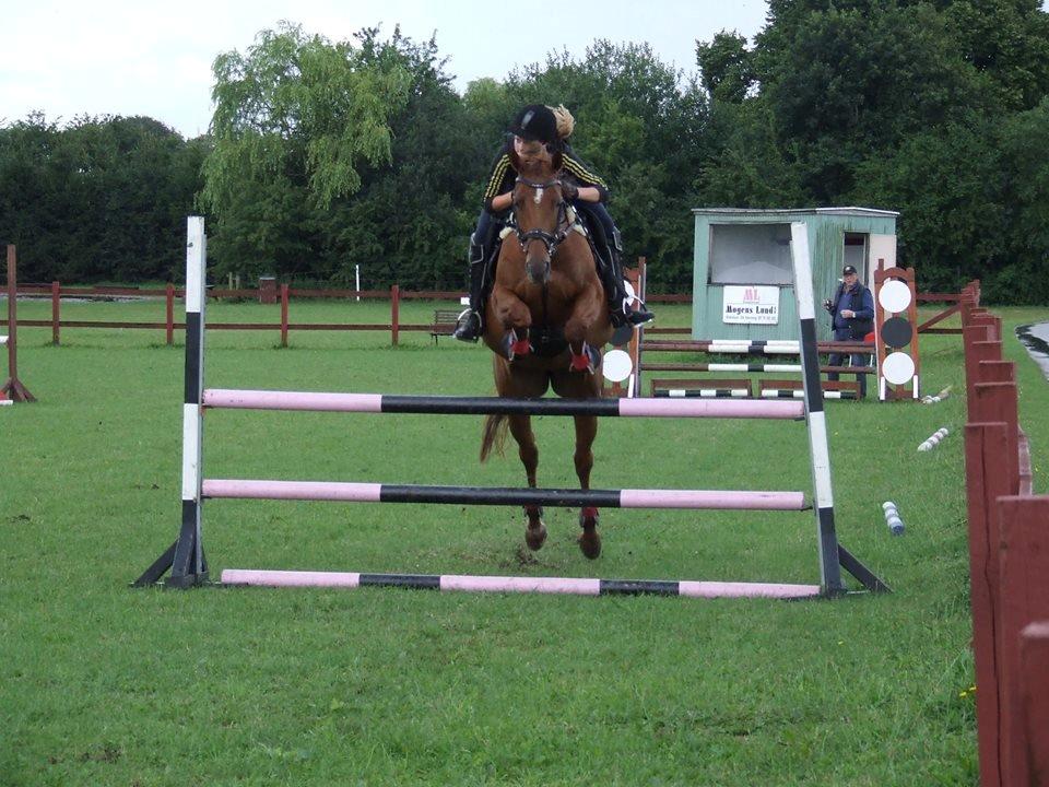 Hannoveraner Selena - 1 m<3 Taget af: Smilla Lorentzen  billede 14