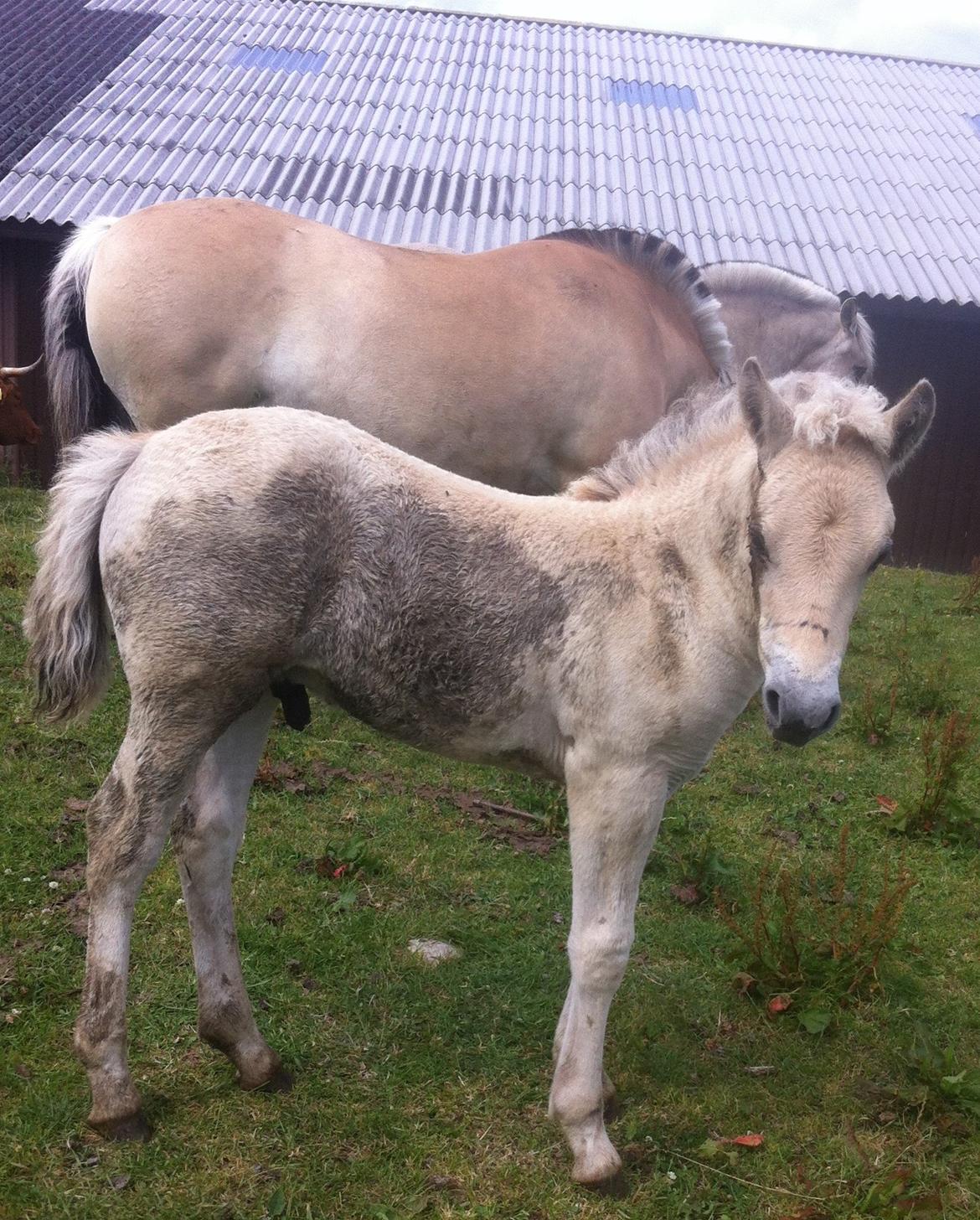 Fjordhest Prips Malik ( tidl hest) - Beskidt kan han også godt lide og vær :-) billede 22