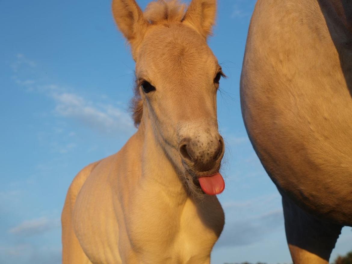 Fjordhest Prips Malik ( tidl hest) - Min frække lille dreng!  billede 32