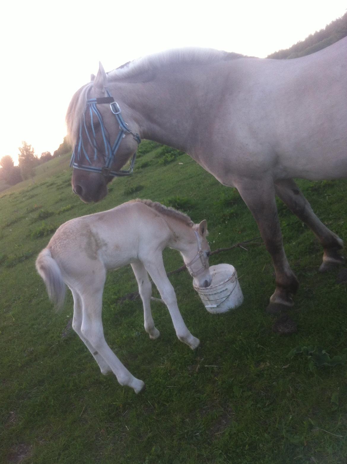 Fjordhest Prips Malik ( tidl hest) billede 33