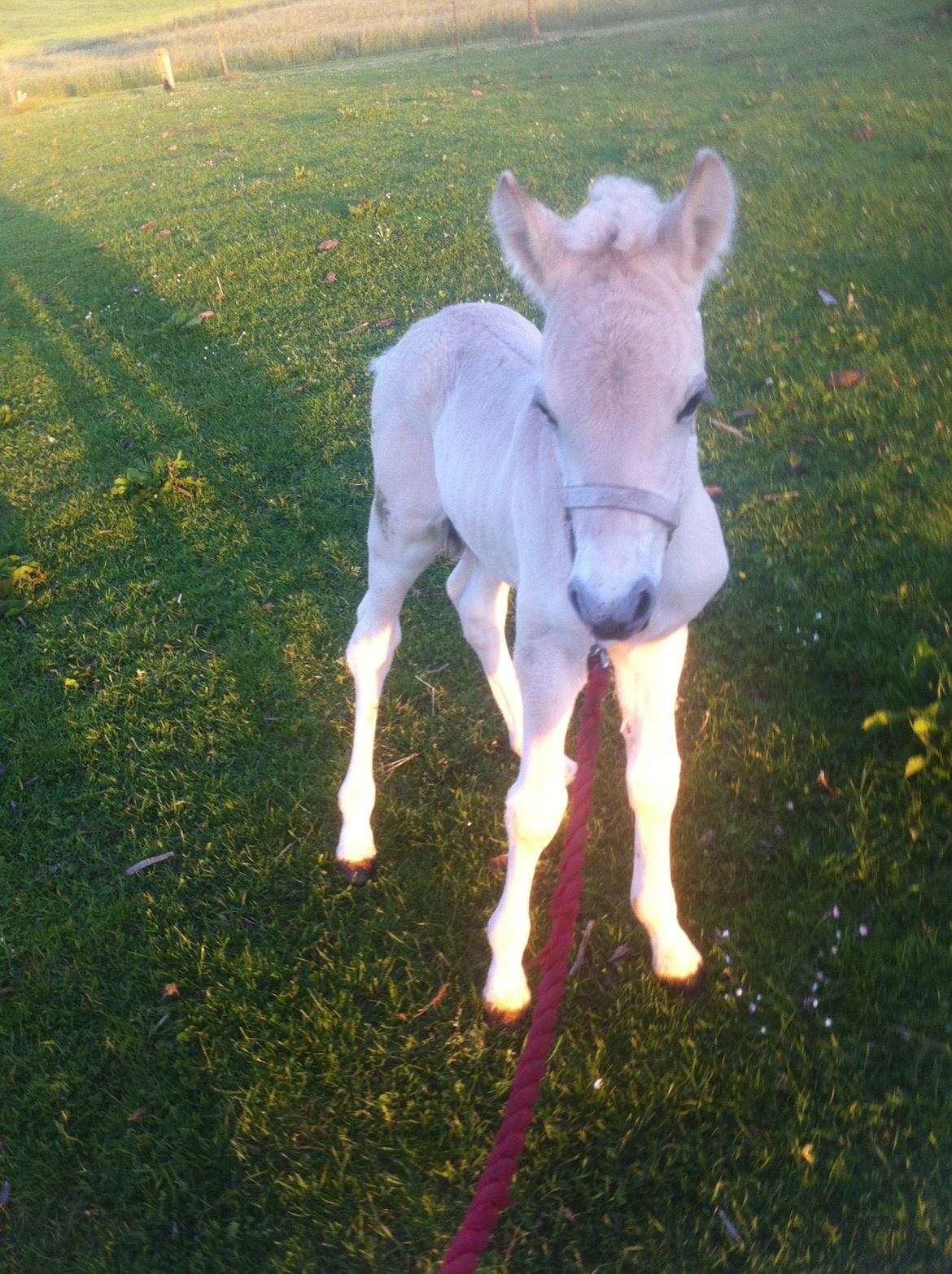 Fjordhest Prips Malik ( tidl hest) - lige fået grime på for første gang.. billede 29