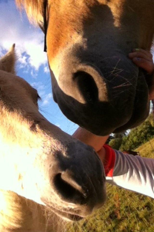 Fjordhest Emil Halsnæs<3 ( Mit Et Og Alt<3) billede 31