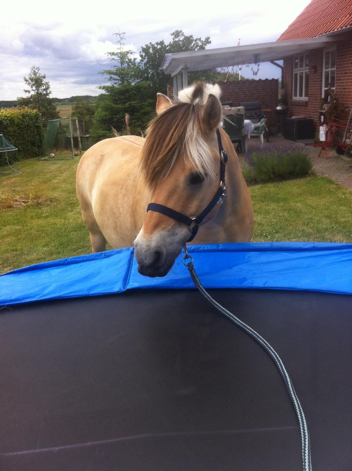 Fjordhest Emil Halsnæs<3 ( Mit Et Og Alt<3) billede 30