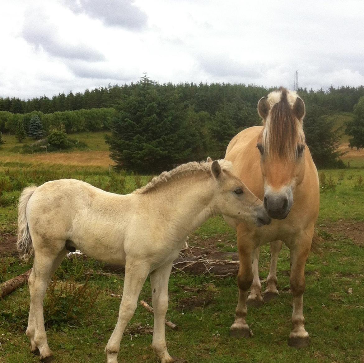 Fjordhest Emil Halsnæs<3 ( Mit Et Og Alt<3) billede 34