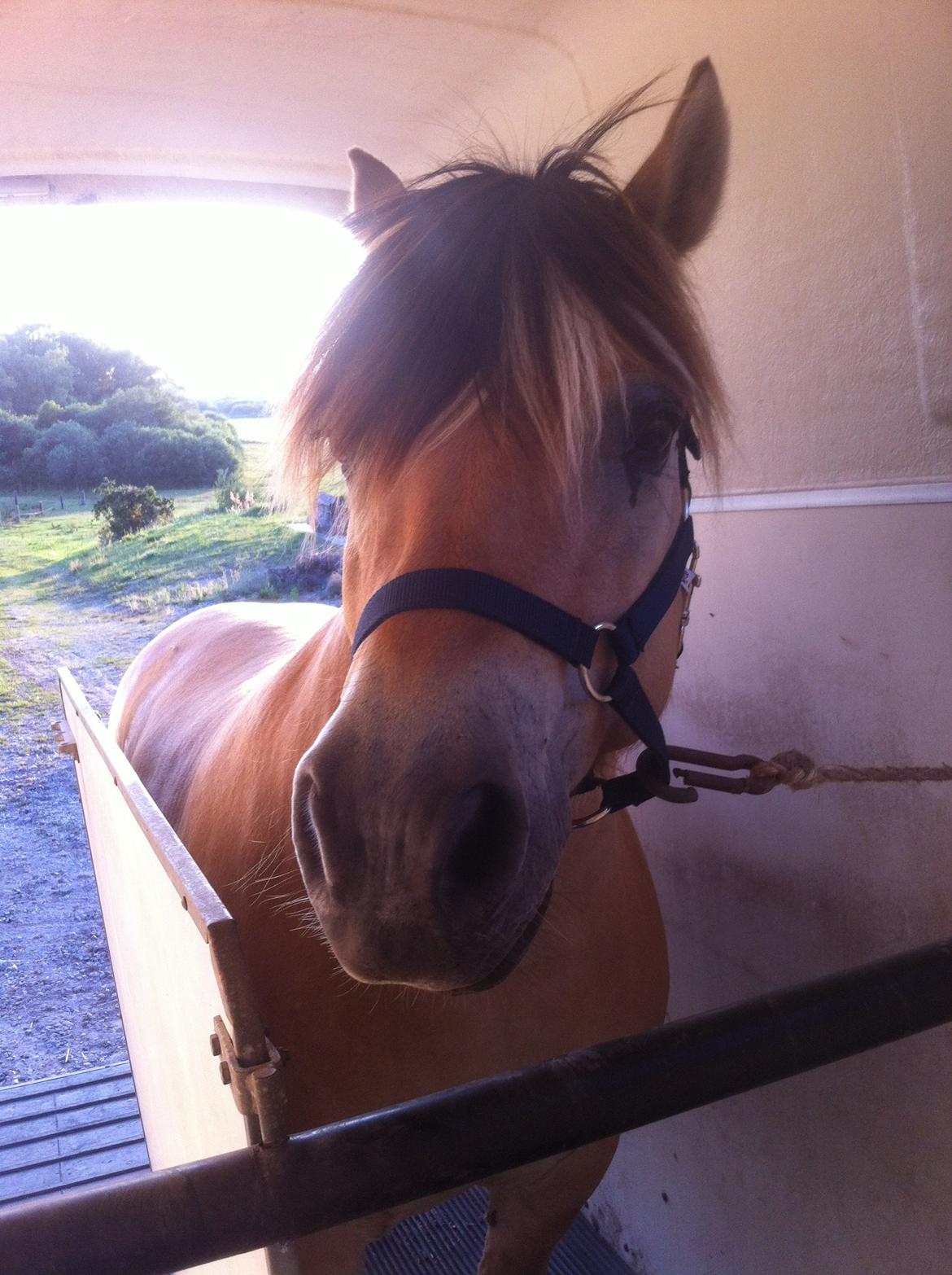 Fjordhest Emil Halsnæs<3 ( Mit Et Og Alt<3) billede 35