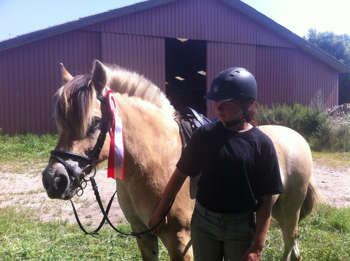 Fjordhest Emil Halsnæs<3 ( Mit Et Og Alt<3) billede 38