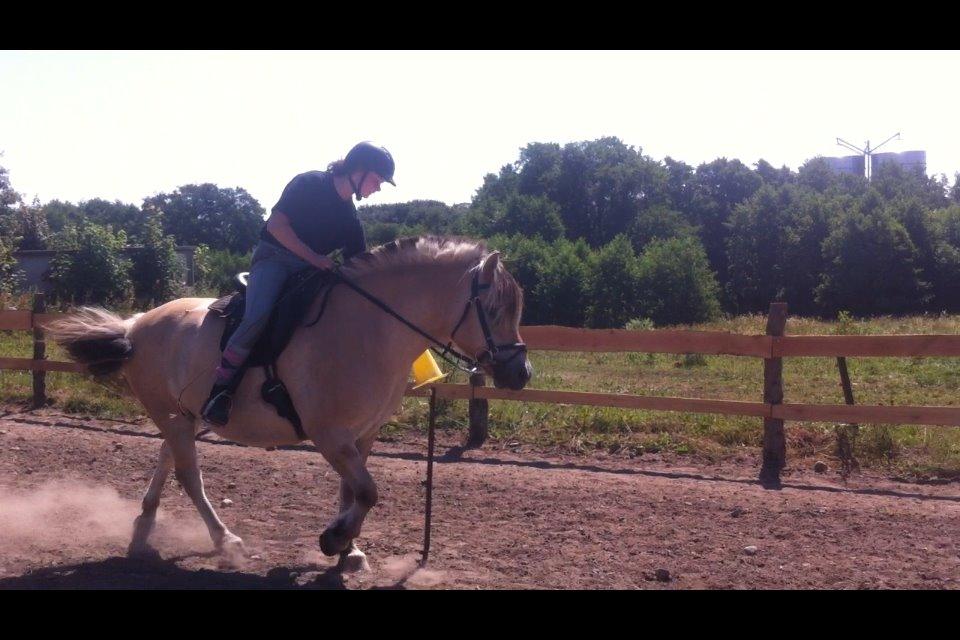 Fjordhest Emil Halsnæs<3 ( Mit Et Og Alt<3) billede 39