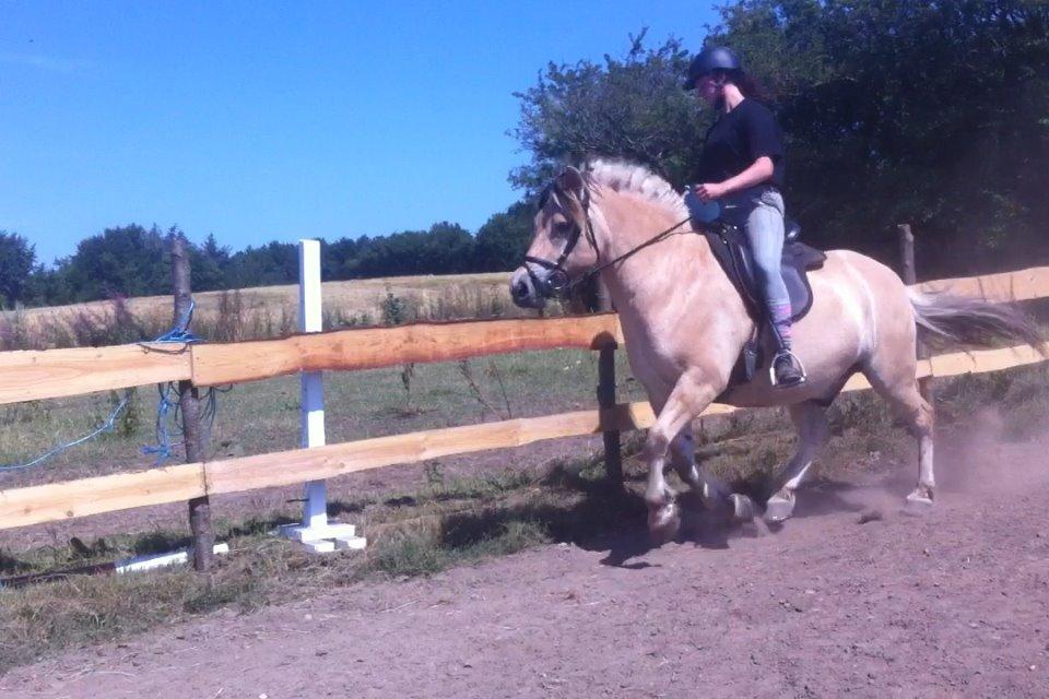 Fjordhest Emil Halsnæs<3 ( Mit Et Og Alt<3) billede 42