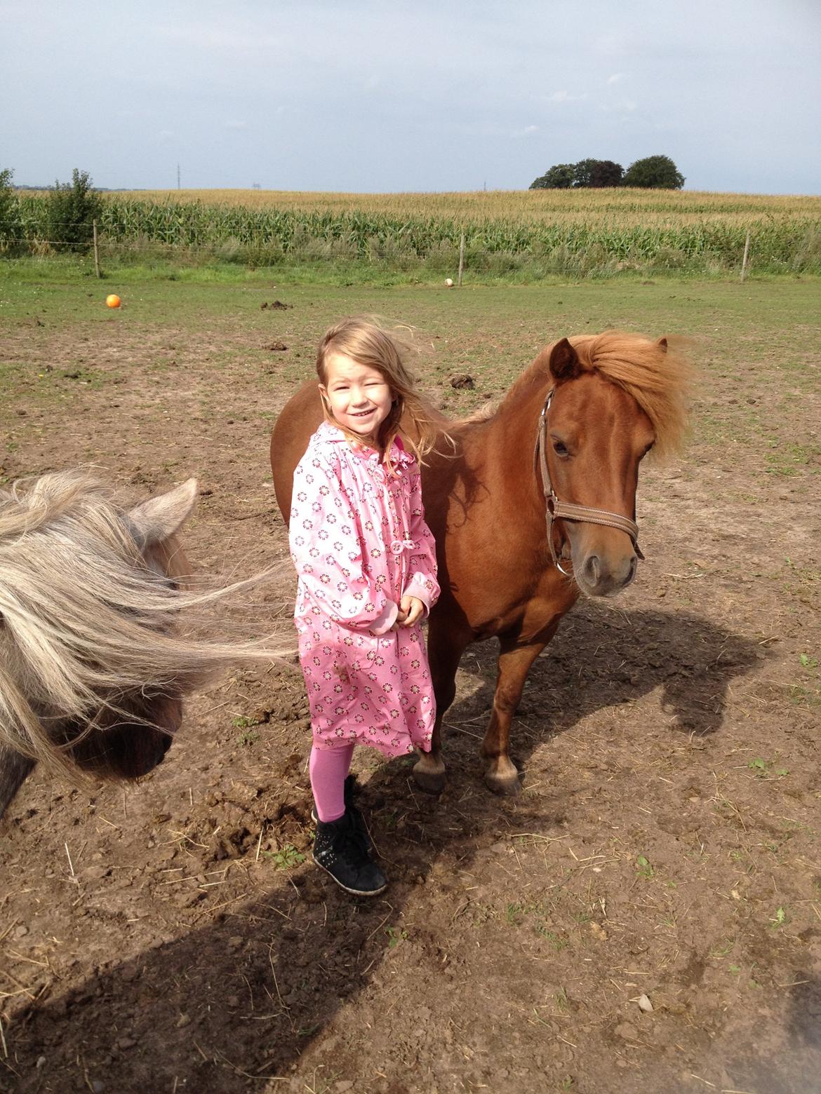 Shetlænder Klæstrups Amanda - Madeleine elsker sin nye pony Amanda billede 5