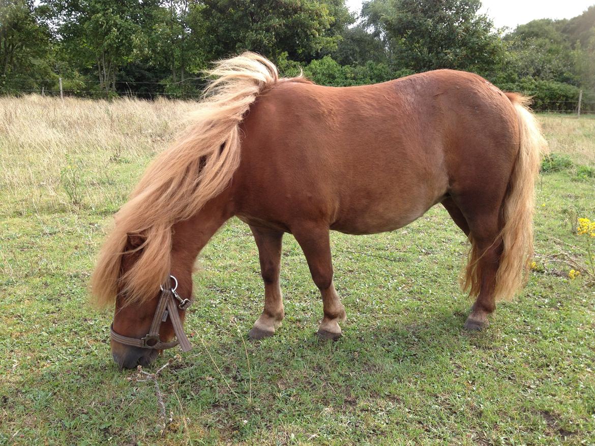 Shetlænder Klæstrups Amanda billede 15