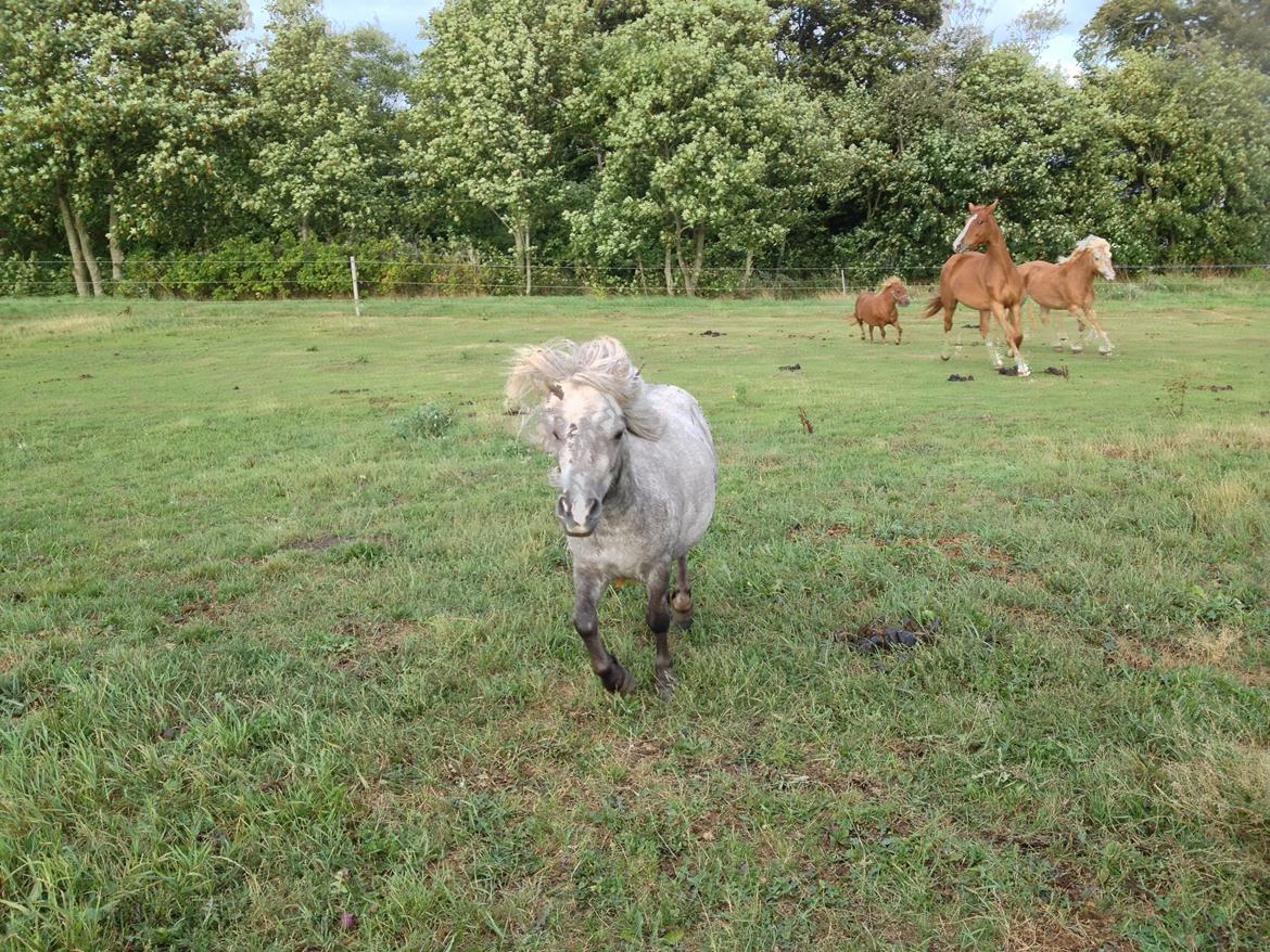 Shetlænder Silke billede 2