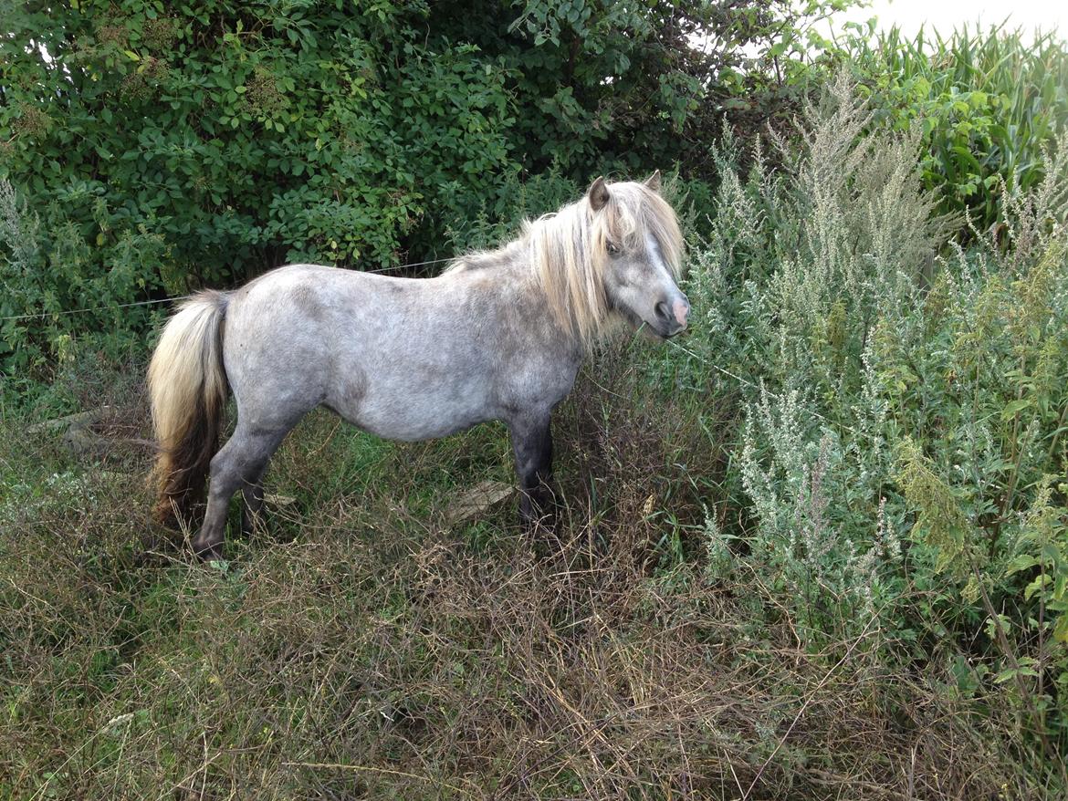 Shetlænder Silke billede 1