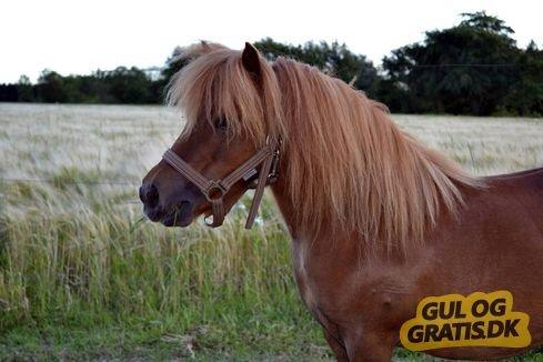 Shetlænder Klæstrups Amanda - amanda hos tidliger ejer 1 billede 16