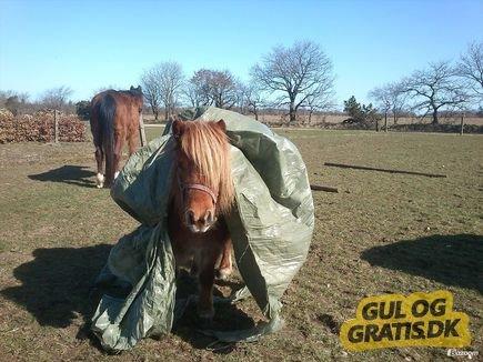 Shetlænder Klæstrups Amanda - amanda hos tidligere ejer 3 billede 18