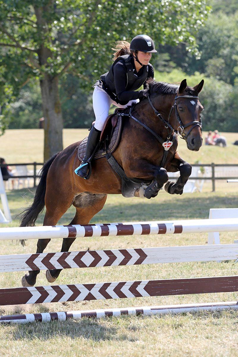 Anden særlig race Pondus - D4 Horsehsow 2014, Sølv Tour 1. kval, 4 plads  billede 1