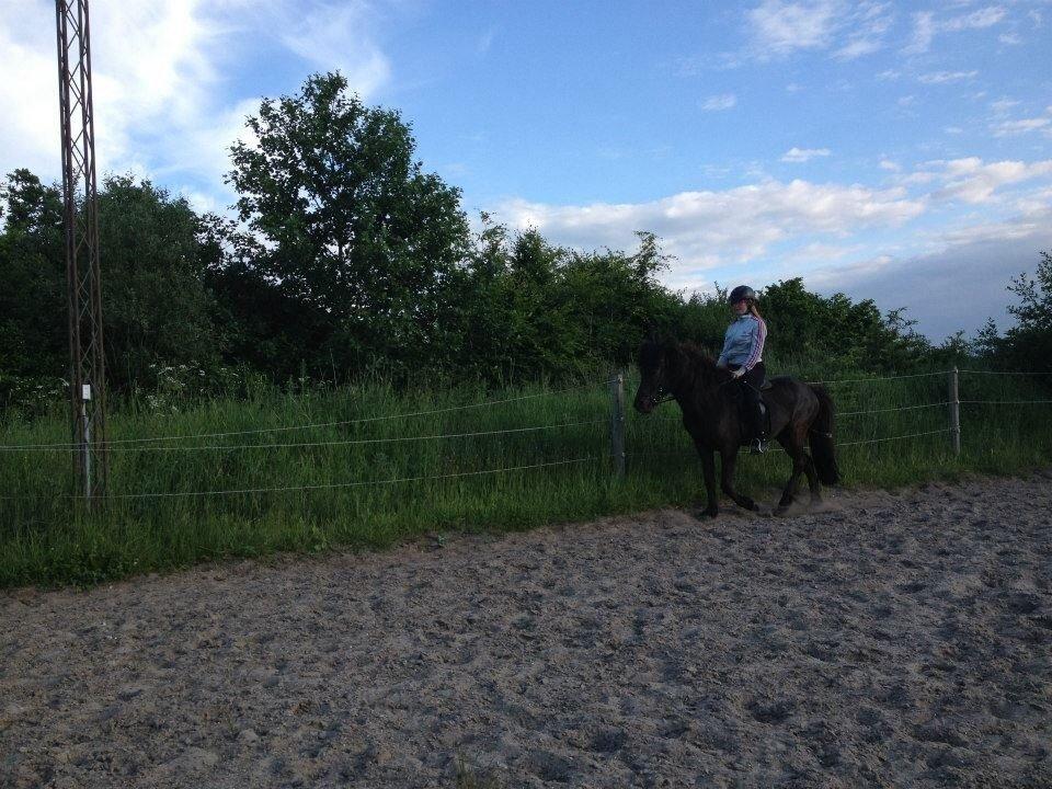 Islænder Bliki fra Rosenvang (solgt) billede 7