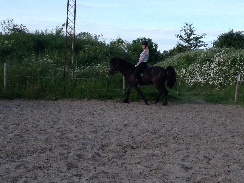 Islænder Bliki fra Rosenvang (solgt) billede 9