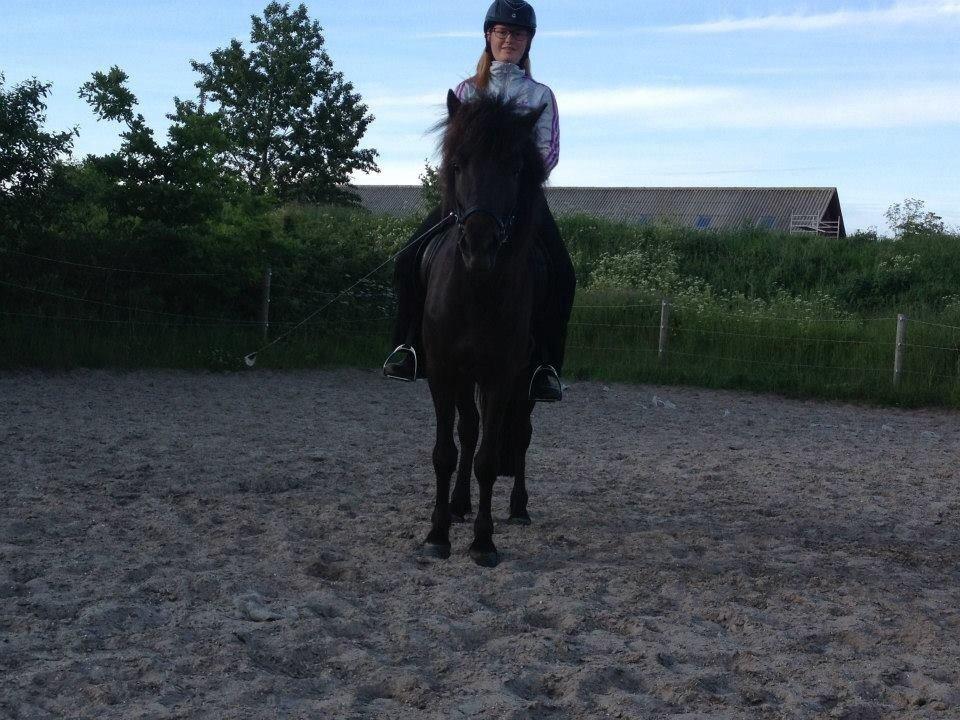 Islænder Bliki fra Rosenvang (solgt) billede 12