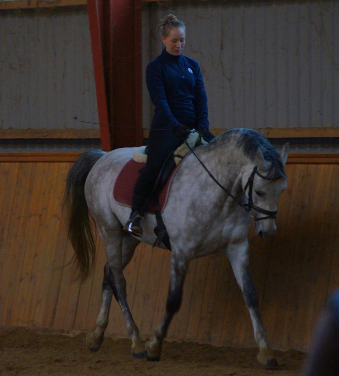 Shagya Araber (SH) Ho-Charmeur Bajar billede 16