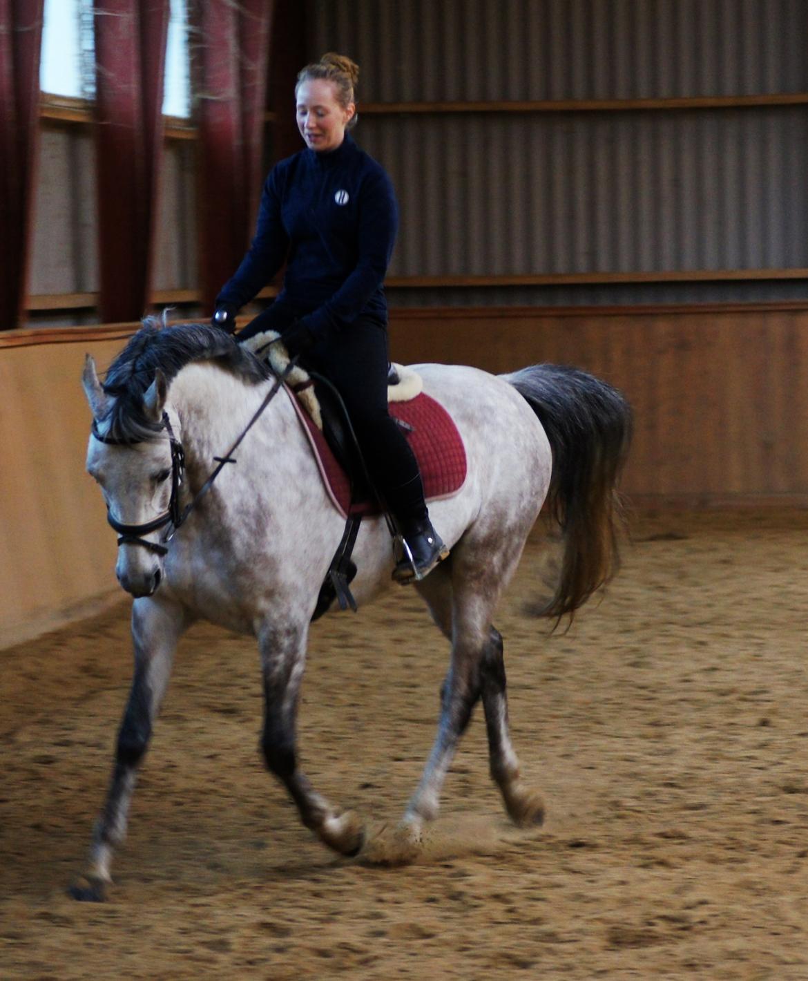 Shagya Araber (SH) Ho-Charmeur Bajar billede 18